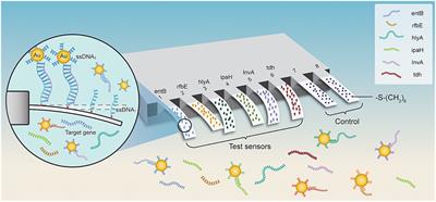 Simultaneous and Ultrasensitive Detection of Foodborne Bacteria by Gold Nanoparticles-Amplified Microcantilever Array Biosensor